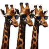 3 Giraffen mit Sonnenbrillen