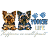 Yorkie-Welpen