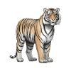Tiger Animal