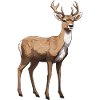 Cerf