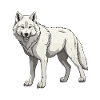 Wolf Animal