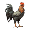 Rooster Animal