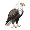 Eagle Animal