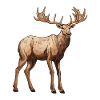 Moose Animal