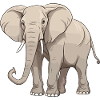 Elephant Animal