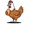 Poulets Poulets