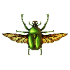 Insect