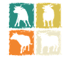 Bovins de buffle Bœufs