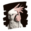 Cacatoès