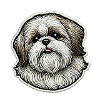 Cute Shih Tzu