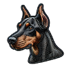 Doberman élégant et alerte