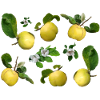 Quinces with quince flowers