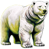 White polar bear