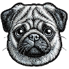 Mops – süß und gesellig
