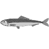 Herring