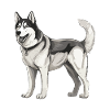 Husky Dog