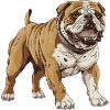 Bulldog Dog