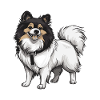 Pomeranian Dog