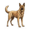 German Shepherd Dog