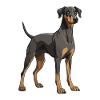 Doberman Dog