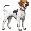 Beagle Dog