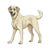Kangal Dog