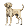 Chien Labrador