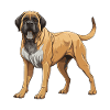 Mastiff Dog