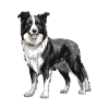 Border Collie Chien