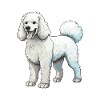 Pudel Hund