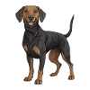 Dachshund Dackel