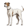 Greyhound Dog