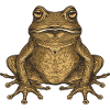 Frog Portrait
