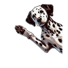 Dalmatian Dog Lover Dog Owner