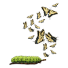 Tiger swallowtails hmmm they've changed