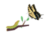 Tiger swallowtails hmmm they've changed