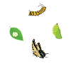Tiger Swallowtails Butterflies Tiger