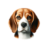 Visage de chien - Beagle