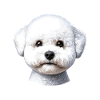 Dog Face - Bichon Frisé
