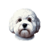 Dog Face - Bolognese