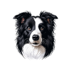 Dog Face - Border Collie
