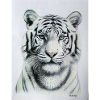 White Tiger - Weisser Tiger