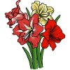 Amaryllis