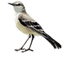 Oiseaux moqueurs Oiseaux moqueurs