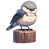 Oiseaux moqueurs Oiseaux moqueurs