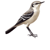 Oiseaux moqueurs Oiseaux moqueurs