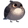 Oiseaux moqueurs Oiseaux moqueurs