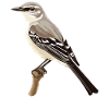 Oiseaux moqueurs Oiseaux moqueurs