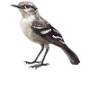Oiseaux moqueurs Oiseaux moqueurs