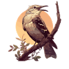 Oiseaux moqueurs Oiseaux moqueurs